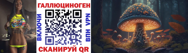 shop как зайти  Тында  Галлюциногенные грибы Psilocybe 